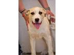 Adopt Jayden a Tan/Yellow/Fawn Labrador Retriever / Mixed dog in Twin Falls