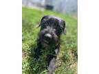 Adopt Marigold a Black Mixed Breed (Small) / Mixed dog in Beatrice