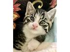 Adopt Annie & Andy a Tiger Striped Domestic Shorthair (short coat) cat in