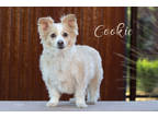 Adopt Cookie a Tan/Yellow/Fawn Sheltie, Shetland Sheepdog / Mixed dog in