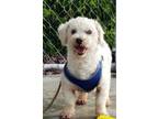 Adopt Grover a White Bichon Frise / Mixed dog in Pottstown, PA (38164575)
