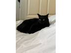 Adopt Gracie a All Black American Shorthair / Mixed (short coat) cat in