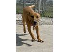 Adopt Keller a Red/Golden/Orange/Chestnut Labrador Retriever / Mixed dog in