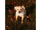 Adopt Lady a Irish Setter / Golden Retriever dog in oklahoma city, OK (38164699)