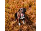 Adopt Tramp a Black - with White Irish Setter / Border Collie dog in oklahoma