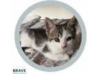 Adopt Birdie a White (Mostly) Domestic Shorthair cat in LINCOLN, NE (38164611)