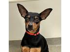 Adopt Layla a Black Miniature Pinscher / Mixed dog in Lynchburg, VA (38164354)