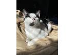 Adopt Suki a Black & White or Tuxedo American Shorthair / Mixed (short coat) cat