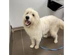 Adopt Winn-Dixie a White - with Tan, Yellow or Fawn Great Pyrenees / Mixed Breed