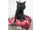 Adopt Friskey a All Black Domestic Mediumhair (medium coat) cat in Missoula