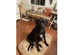Adopt Daisy a Black Great Dane / Mastiff / Mixed dog in Dugspur, VA (38163142)
