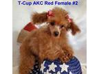 TCup Red #2