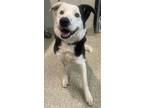 Adopt Max a Border Collie / Mixed dog in Pomona, CA (38162912)