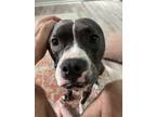 Adopt Rogan a White - with Black American Pit Bull Terrier / Boxer / Mixed dog
