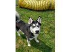 Adopt Dipper a Black Husky / Mixed dog in Chambersburg, PA (38161780)