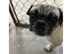 Adopt Frank a Tan/Yellow/Fawn Pug / Mixed dog in Lihue, HI (38157950)
