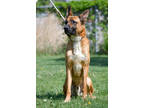 Adopt Apollo a Brown/Chocolate German Shepherd Dog / Mixed dog in Twin Falls