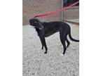 Adopt Tussle a Black Greyhound / Mixed dog in Tucson, AZ (38160759)
