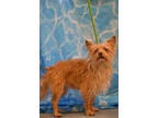 Adopt Flounder a Tan/Yellow/Fawn Terrier (Unknown Type, Small) / Mixed dog in