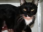 Adopt Suzana a All Black Domestic Shorthair / Domestic Shorthair / Mixed cat in