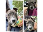Adopt Lassie a Brindle - with White Pit Bull Terrier / Mixed dog in Stillwater