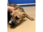 Adopt Juno a Boxer / Mixed dog in Norman, OK (38157443)