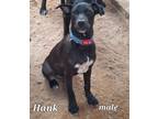 Adopt Hank a Black - with White American Pit Bull Terrier / Great Dane / Mixed