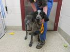 Adopt COOKIES N' CREAM a English Coonhound