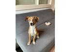 Adopt Zoom a Beagle, Basenji