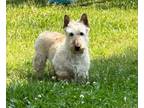 Adopt Holly a Scottish Terrier