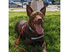 Adopt Athena a Pit Bull Terrier, Cattle Dog