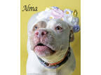 Adopt Alma a Pit Bull Terrier