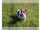 Jack Russell Terrier PUPPY FOR SALE ADN-610559 - Prince