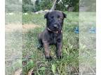 Belgian Malinois PUPPY FOR SALE ADN-610467 - Belgian Malinois puppies due late