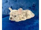 French Bulldog PUPPY FOR SALE ADN-610318 - Top Notch French Bulldogs Gorgeous