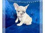 French Bulldog PUPPY FOR SALE ADN-610341 - Top Notch French Bulldogs Gorgeous