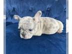French Bulldog PUPPY FOR SALE ADN-610607 - Top Notch French Bulldogs Gorgeous