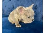 French Bulldog PUPPY FOR SALE ADN-610617 - Top Notch French Bulldogs EXOTIC