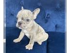 French Bulldog PUPPY FOR SALE ADN-610619 - Top Notch French Bulldogs EXOTIC