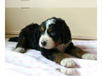 Bernedoodle PUPPY FOR SALE ADN-610113 - Beautiful Tri Bernedoodle 40 pounds as