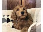 Goldendoodle PUPPY FOR SALE ADN-610578 - Red Goldendoodles well trained family