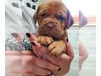Dogue de Bordeaux PUPPY FOR SALE ADN-610072 - Dogue de bordeaux puppies