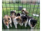 Collie PUPPY FOR SALE ADN-610166 - AKC Registered Rough Collies