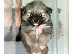 Pomeranian PUPPY FOR SALE ADN-610234 - Mini Pom Boy