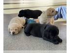 Labrador Retriever PUPPY FOR SALE ADN-610304 - Akc Labrador Retriever Puppies