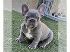 French Bulldog PUPPY FOR SALE ADN-610342 - Haze Lilac FLUFFY CARRIER