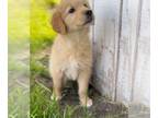 Golden Retriever PUPPY FOR SALE ADN-610191 - AKC Golden Retriever Puppies
