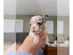 French Bulldog PUPPY FOR SALE ADN-610416 - French Bulldog Puppies