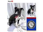 Adopt NORA a Pit Bull Terrier