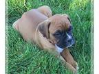 Boxer PUPPY FOR SALE ADN-610011 - Akc registered purebred boxer puppies